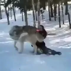 Злой и страшный серый волк⁠⁠