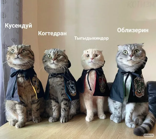 Картинки и мемы для настроения Картинки и мемы для настроения