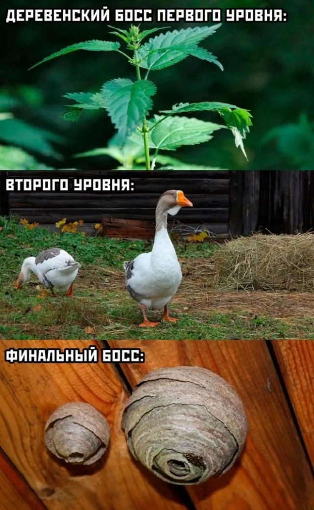 Картинки и мемы Картинки и мемы
