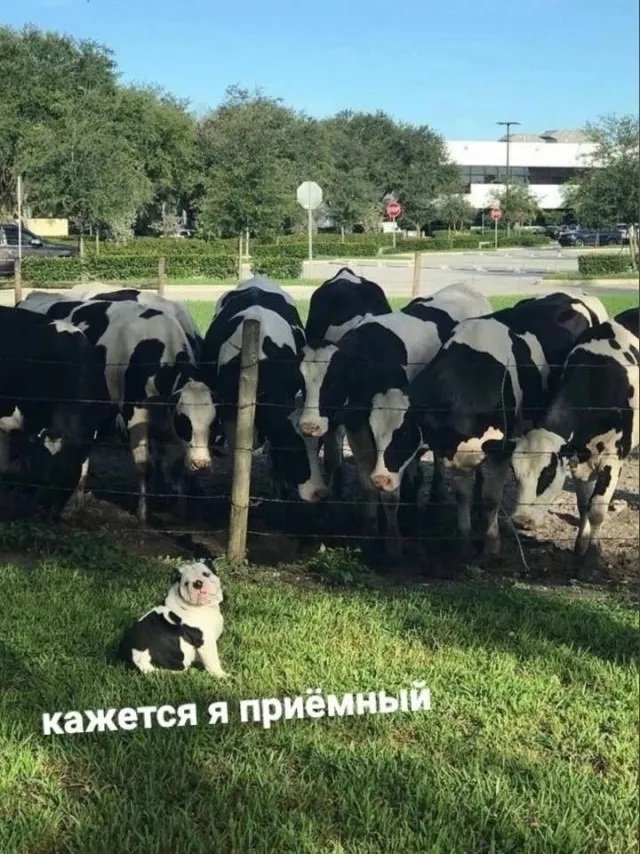 Так себе картинки Так себе картинки