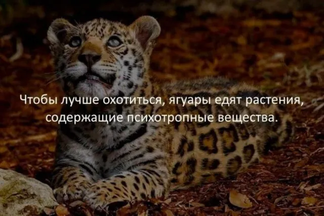 Картинки и мемы Картинки и мемы