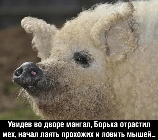 Немного картинок Немного картинок