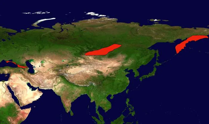 Где в России возможны сильные землетрясения? 3 сейсмически опасные зоны: рассказываю про них подробно Где в России возможны сильные землетрясения? 3 сейсмически опасные зоны: рассказываю про них подробно