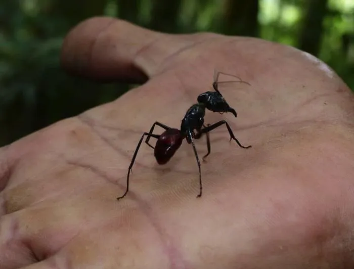 Гигантский лесной муравей: Кодекс чести муравьёв-воинов. Эти огромные суперсолдаты научились уважать своего противника!