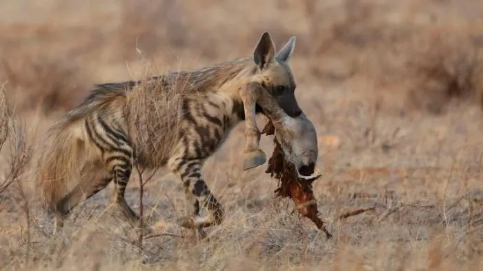 Полосатая гиена: Непривычный нам вид гиен, заселивший Азию. Они совсем непохожи на пятнистого собрата и даже научились дружить с волками
