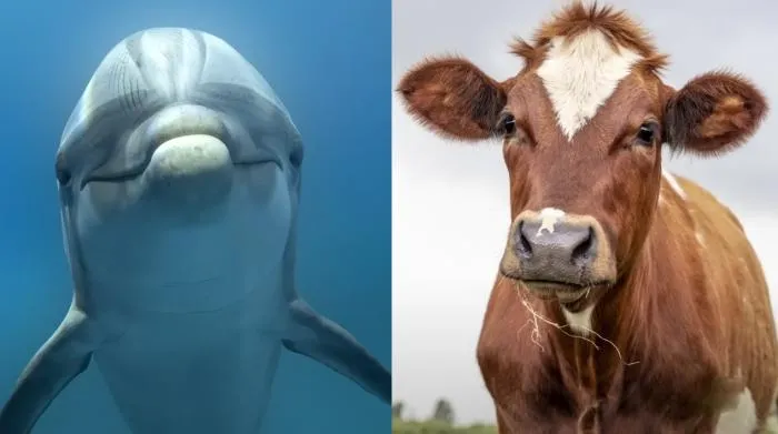 Ученые скрещивают дельфинов с коровами. Как и для чего они это делают?