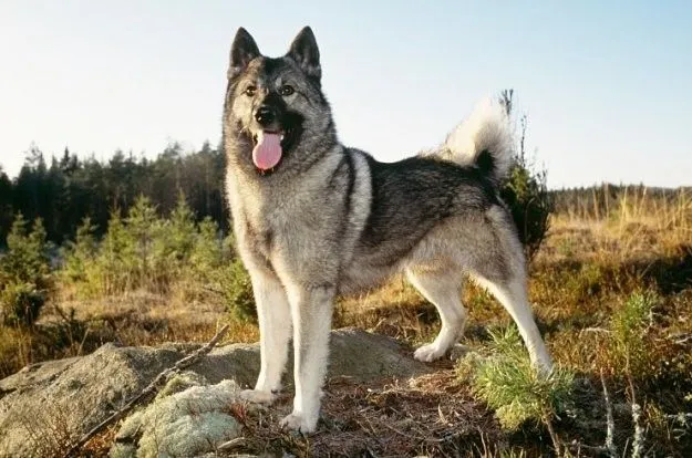 Норвежский серый элкхунд: Когда храбрость — твоё второе имя. Собака викингов, с которой ходят на лосей и медведей