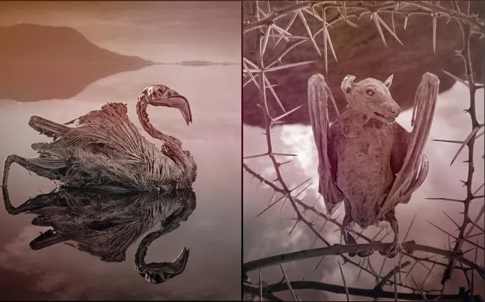 Смертельные воды. Почему животные, окунувшиеся в озеро Натрон, превращаются в камень?