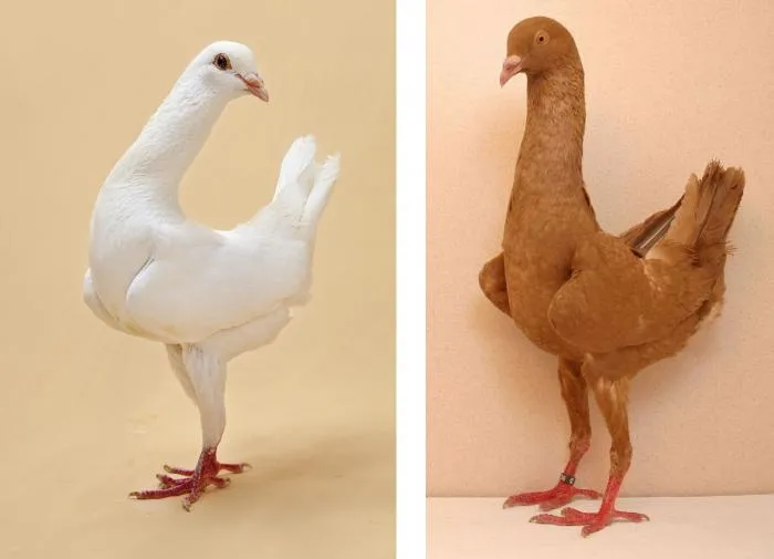 Мальтийский голубь: Сизарь модельной внешности. Зачем люди сделали из голубя курочку?