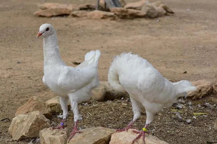 Мальтийский голубь: Сизарь модельной внешности. Зачем люди сделали из голубя курочку?