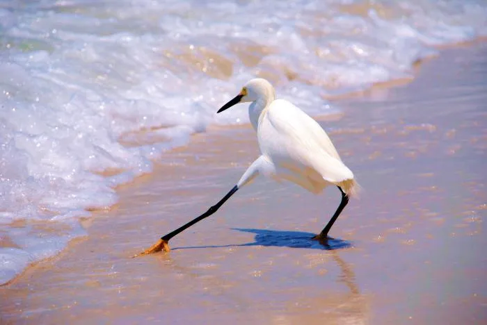 Зачем птицы стоят на одной ноге, и почему они не падают? Раскрываем анатомию и причины этого явления