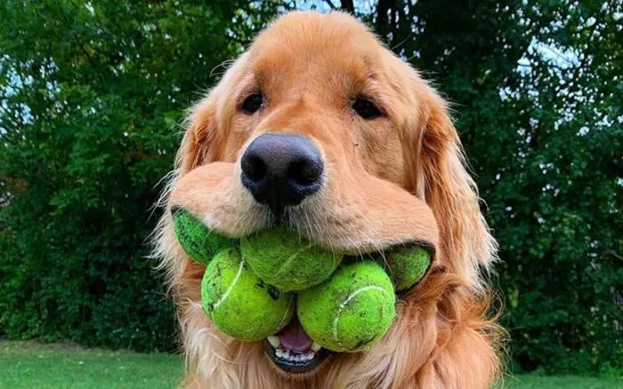 Теннисные мячики, бутылки и палки — опасные игрушки для собаки. Как выбрать правильное развлечение для питомца?