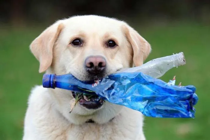 Теннисные мячики, бутылки и палки — опасные игрушки для собаки. Как выбрать правильное развлечение для питомца?