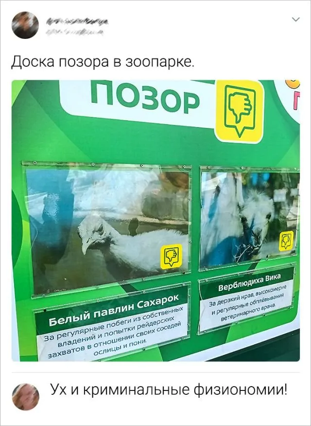 Подборка забавных комментариев Подборка забавных комментариев