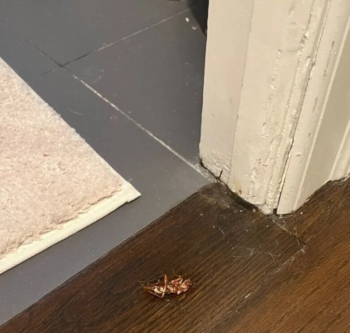 "Комнатушка 2 на 2 с тараканами": в каких квартирах живут люди в Нью-Йорке