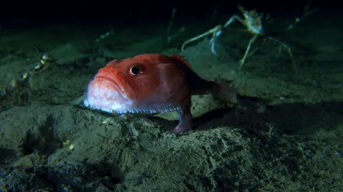 Чаунокопа: Рыба, которая умеет задерживать дыхание на 4 минуты! Стоп, что? Зачем рыбе вообще не дышать под водой?