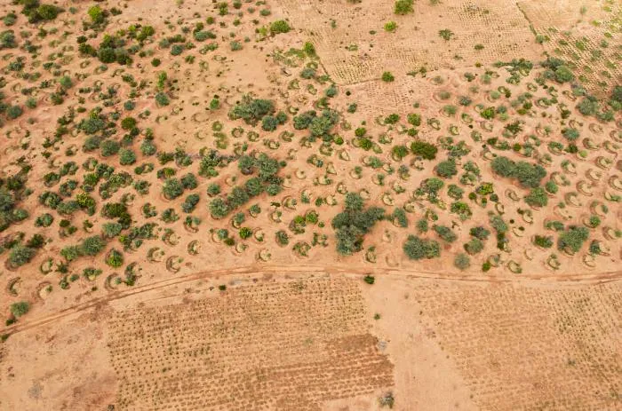 Великая зелёная стена: как Африка хочет остановить опустынивание и защититься от Сахары? Объясняю подробно
