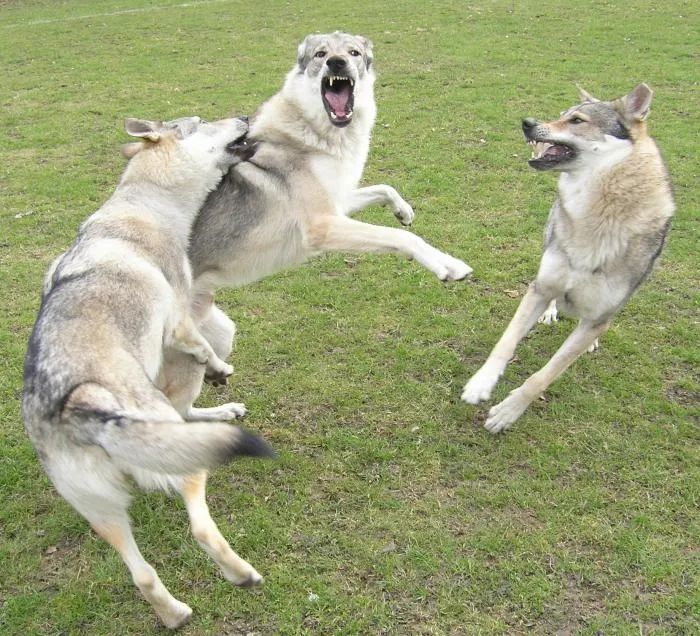 Волчья собака Сарлоса: Немецкая овчарка + волк. Результат такого скрещивания оказался совсем неожиданный!