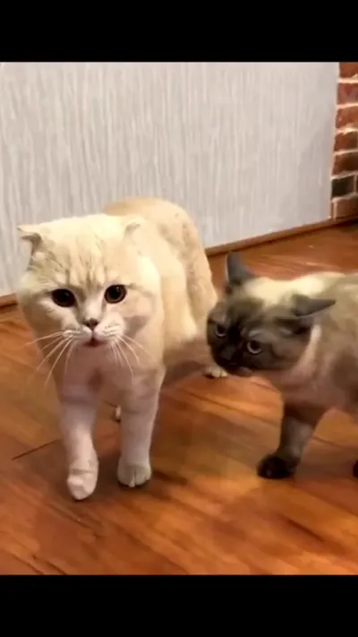 Эти забавные животные