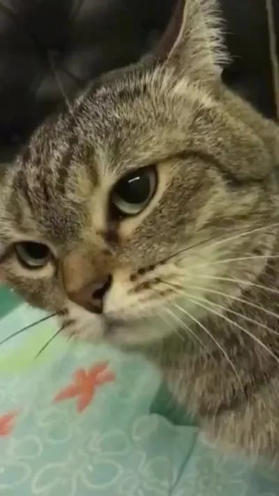 Про котов и детей⁠⁠