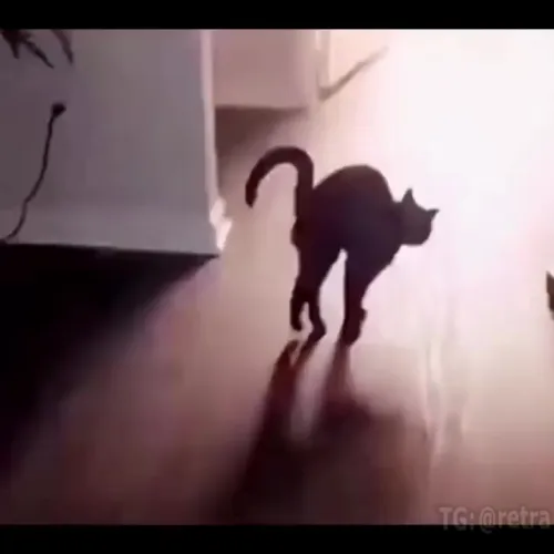 Kung fu cats⁠⁠
