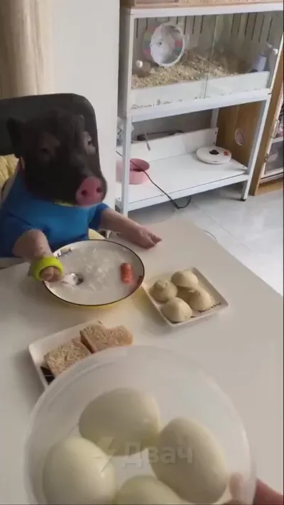 Хрюша на обеде⁠⁠