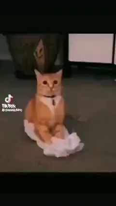 Не котики, а настоящие забияки Не котики, а настоящие забияки