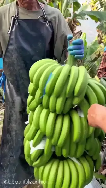 Банана Банана
