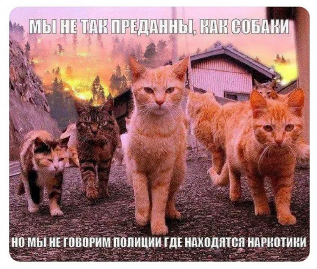 Подборка картинок Подборка картинок