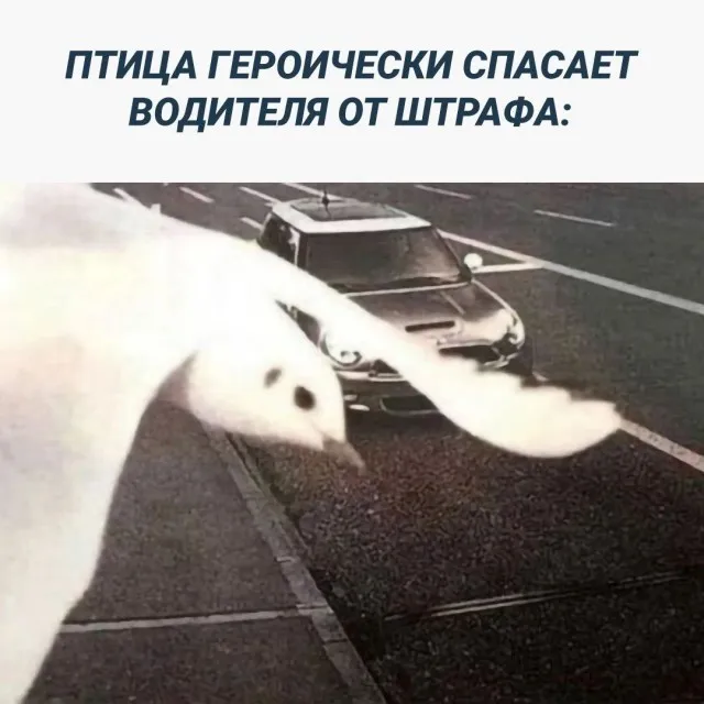 Деграднем на отлично Деграднем на отлично