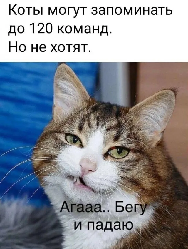 Юмор в картинках и без Юмор в картинках и без