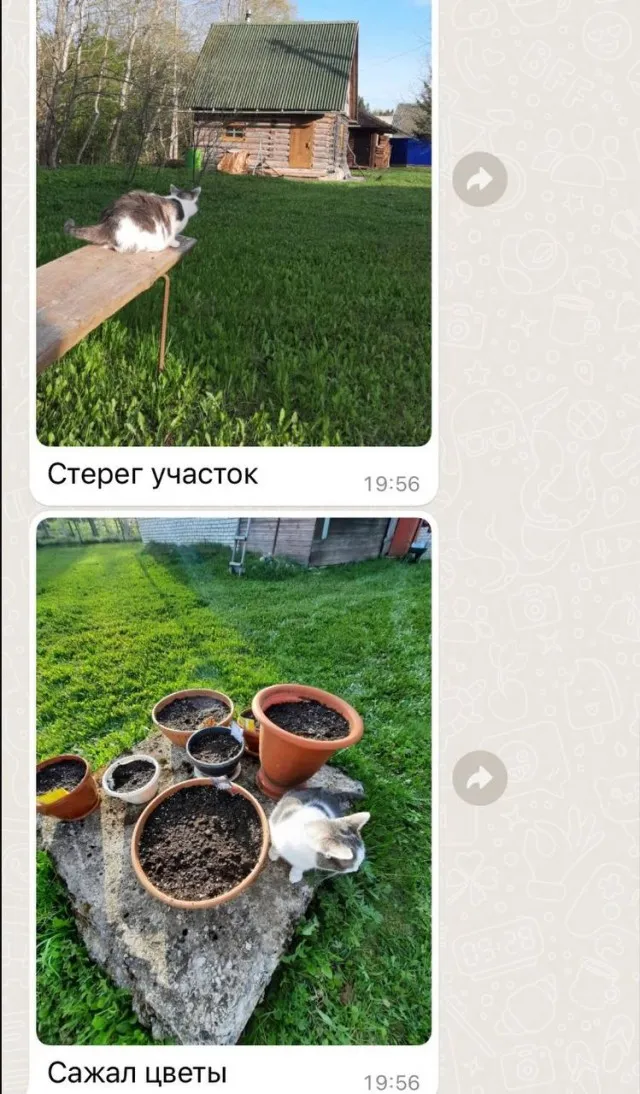 Много дел у кота на даче... Много дел у кота на даче...