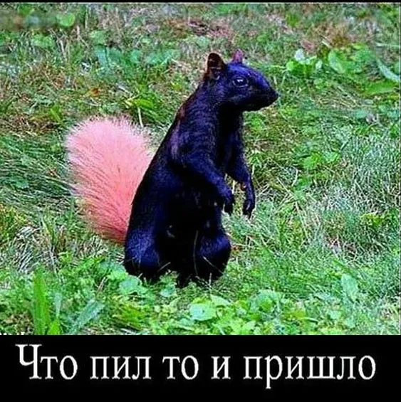 Так себе картинки Так себе картинки
