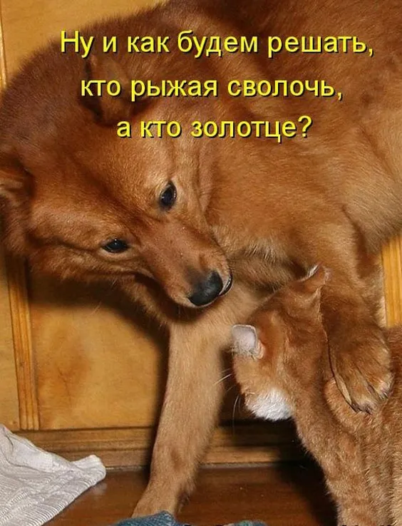 Так себе картинки Так себе картинки