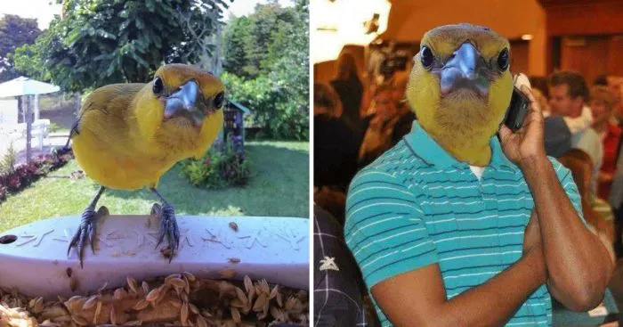 15 работ от фотошоперов, которые и без того весёлые фотки делают еще смешнее 15 работ от фотошоперов, которые и без того весёлые фотки делают еще смешнее