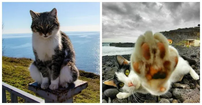 Котик и море: реакция котеек на водную стихию Котик и море: реакция котеек на водную стихию