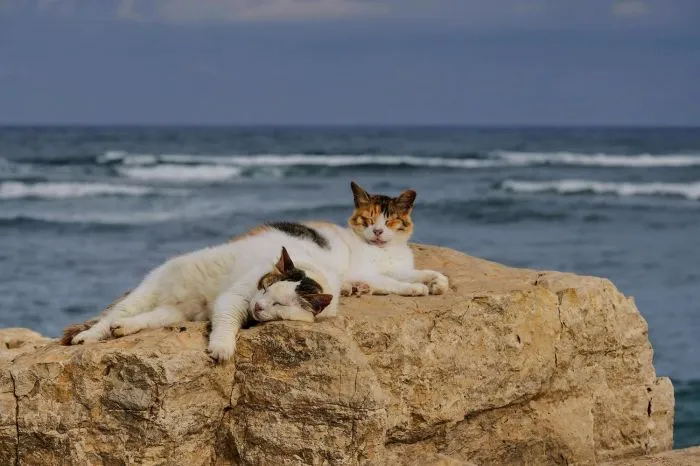 Котик и море: реакция котеек на водную стихию Котик и море: реакция котеек на водную стихию