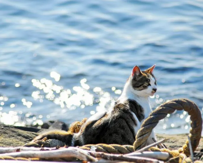 Котик и море: реакция котеек на водную стихию