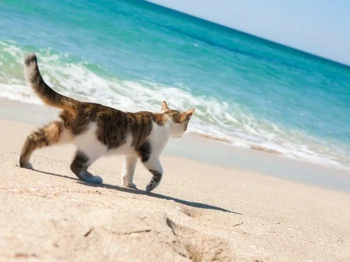 Котик и море: реакция котеек на водную стихию Котик и море: реакция котеек на водную стихию