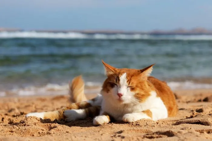 Котик и море: реакция котеек на водную стихию