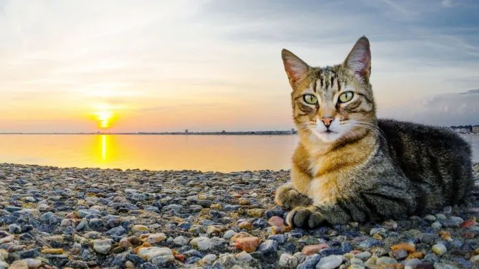 Котик и море: реакция котеек на водную стихию Котик и море: реакция котеек на водную стихию