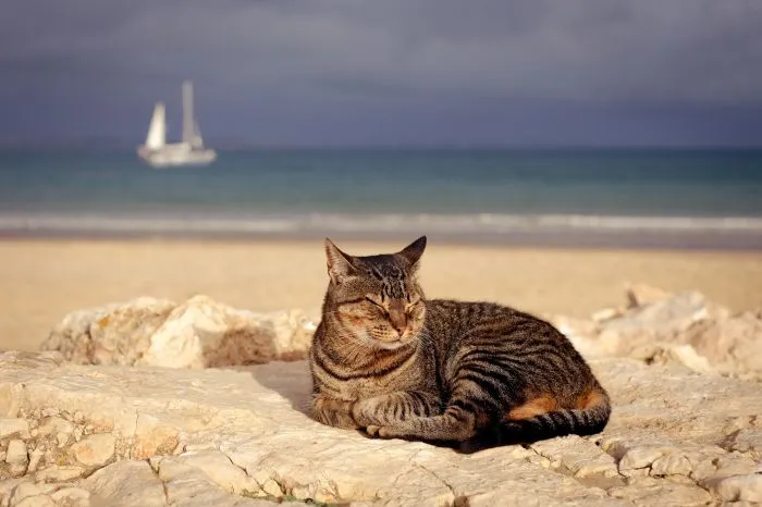 Котик и море: реакция котеек на водную стихию Котик и море: реакция котеек на водную стихию