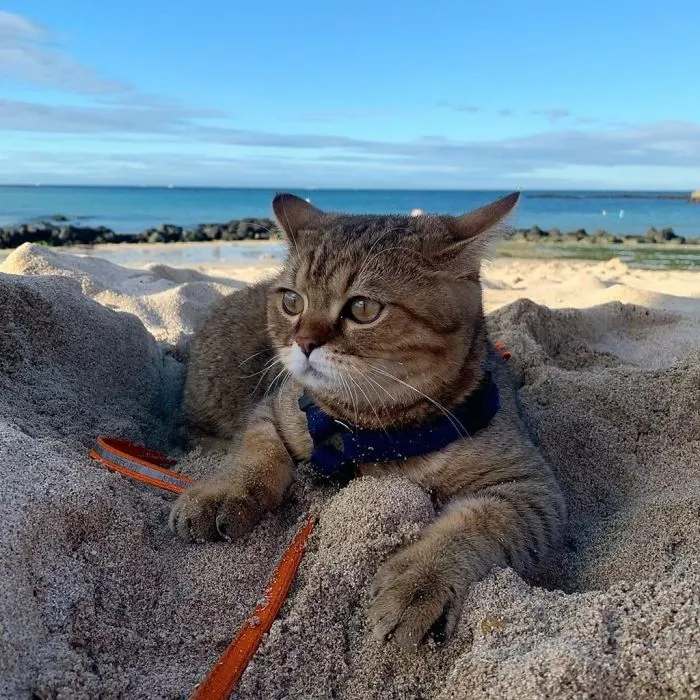 Котик и море: реакция котеек на водную стихию Котик и море: реакция котеек на водную стихию