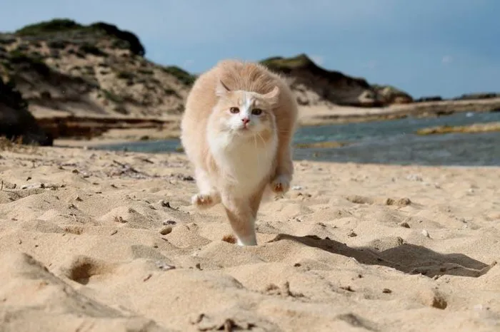 Котик и море: реакция котеек на водную стихию Котик и море: реакция котеек на водную стихию