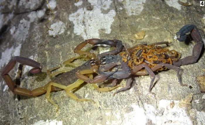 Флоридский древесный скорпион: Устраивает засады в домах американцев и активно селится по миру. Насколько он опасен?