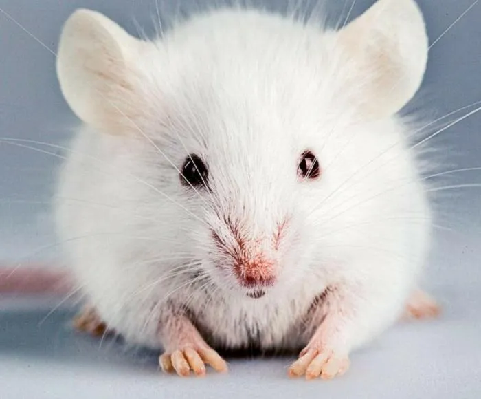 Как и для чего учёные «очеловечивают» мышиный иммунитет