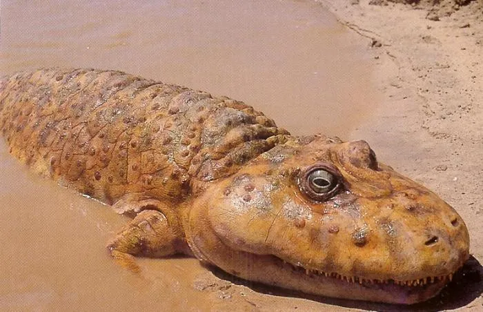 Ринезух: Крокодил на базе амфибии. Такими были земноводные в период своего расцвета