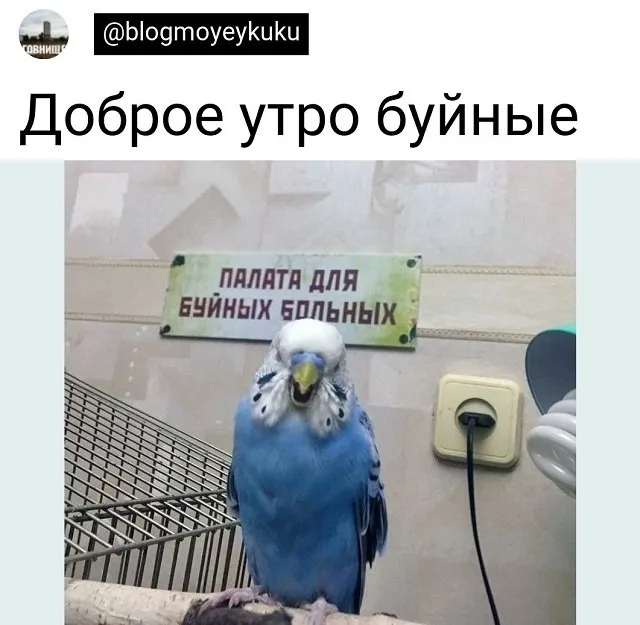 Подборка забавных твитов обо всем