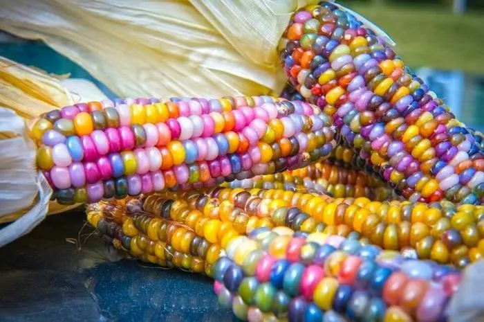 В дикой природе нет ничего, даже отдаленно напоминающего кукурузу. Откуда она взялась и как стала одним из основных продуктов питания людей?