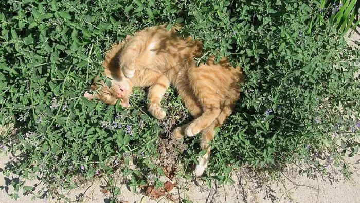 Валерьянка, кошачья мята и другие растения, веселящие котов: Как они работают, и можно ли их давать питомцу?